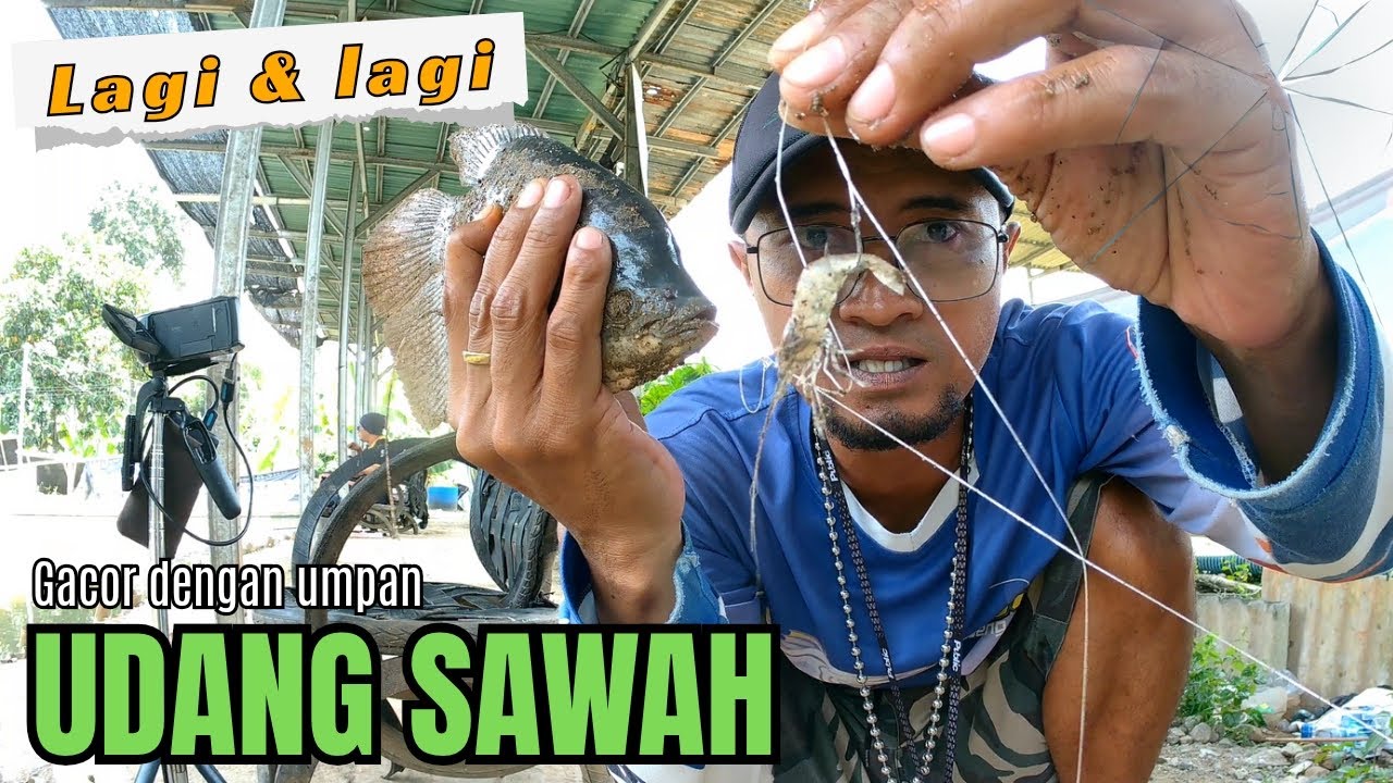 UMPAN GACOR GURAME‼️Baru saja umpan turun langsung di sambar