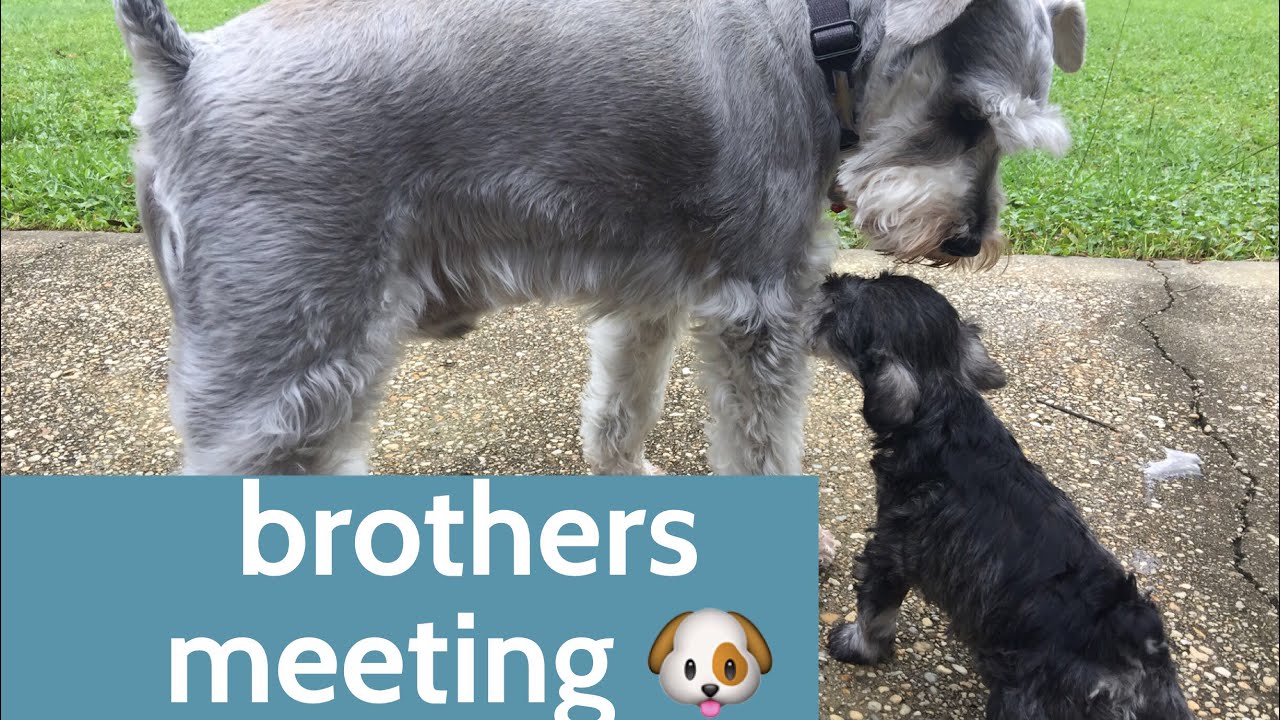 Cutest Miniature Schnauzer brothers meeting for the 1st time