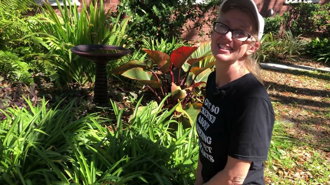 Spider plants make awesome ground cover.