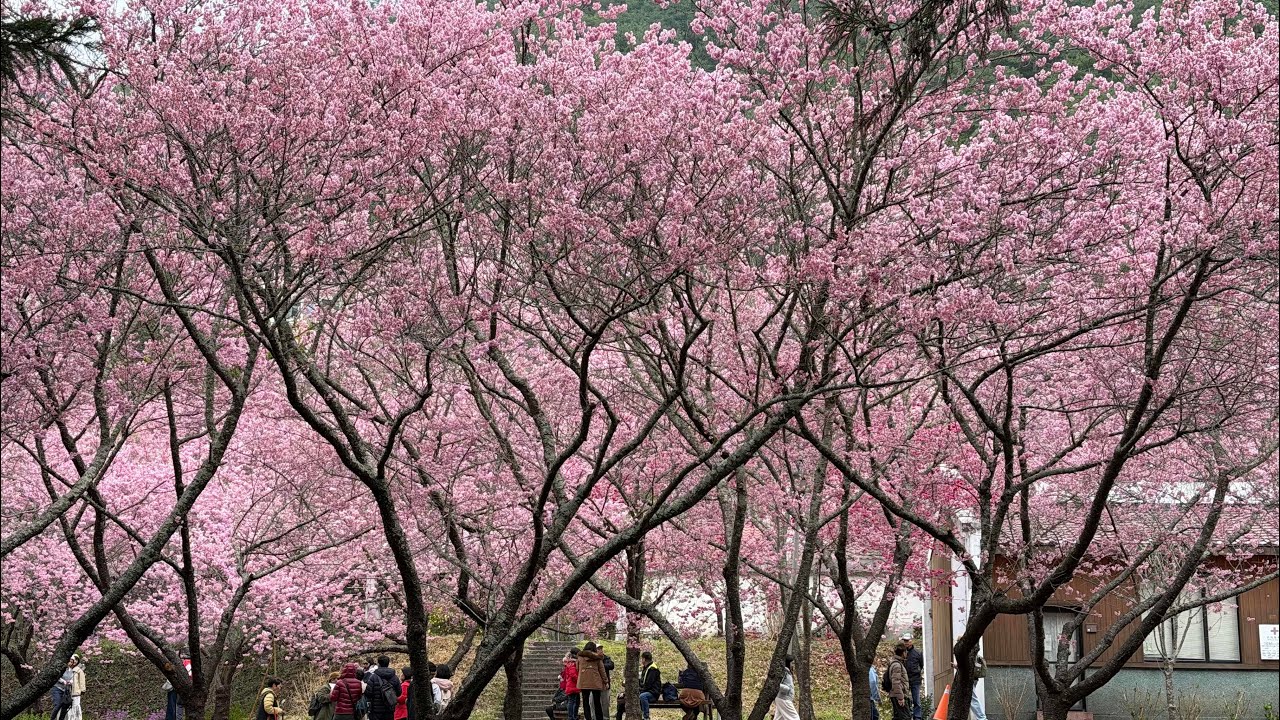 2026_0220_騎行_中橫支線_南山-武陵農場