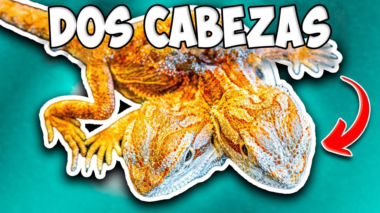 Así se ve un DRAGÓN de DOS CABEZAS [NO es lo que esperaba]