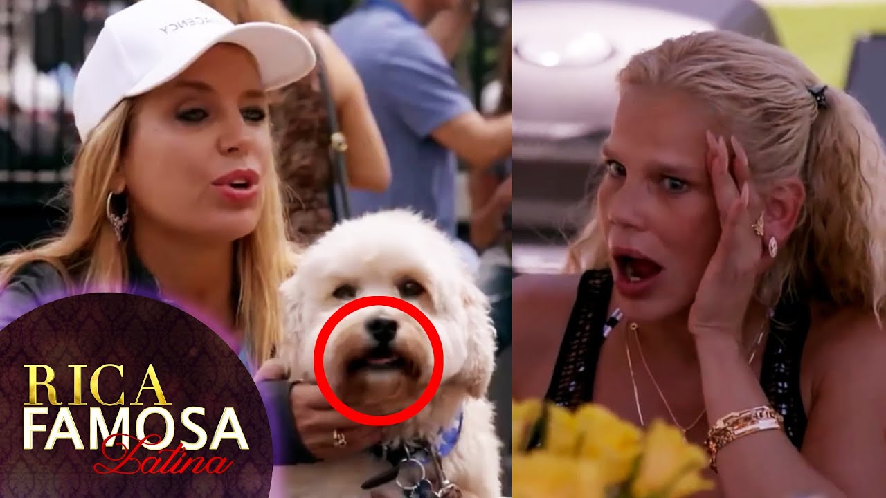 Sandra y su perrito SORPRENDEN A NIURKA | EstrellaTV