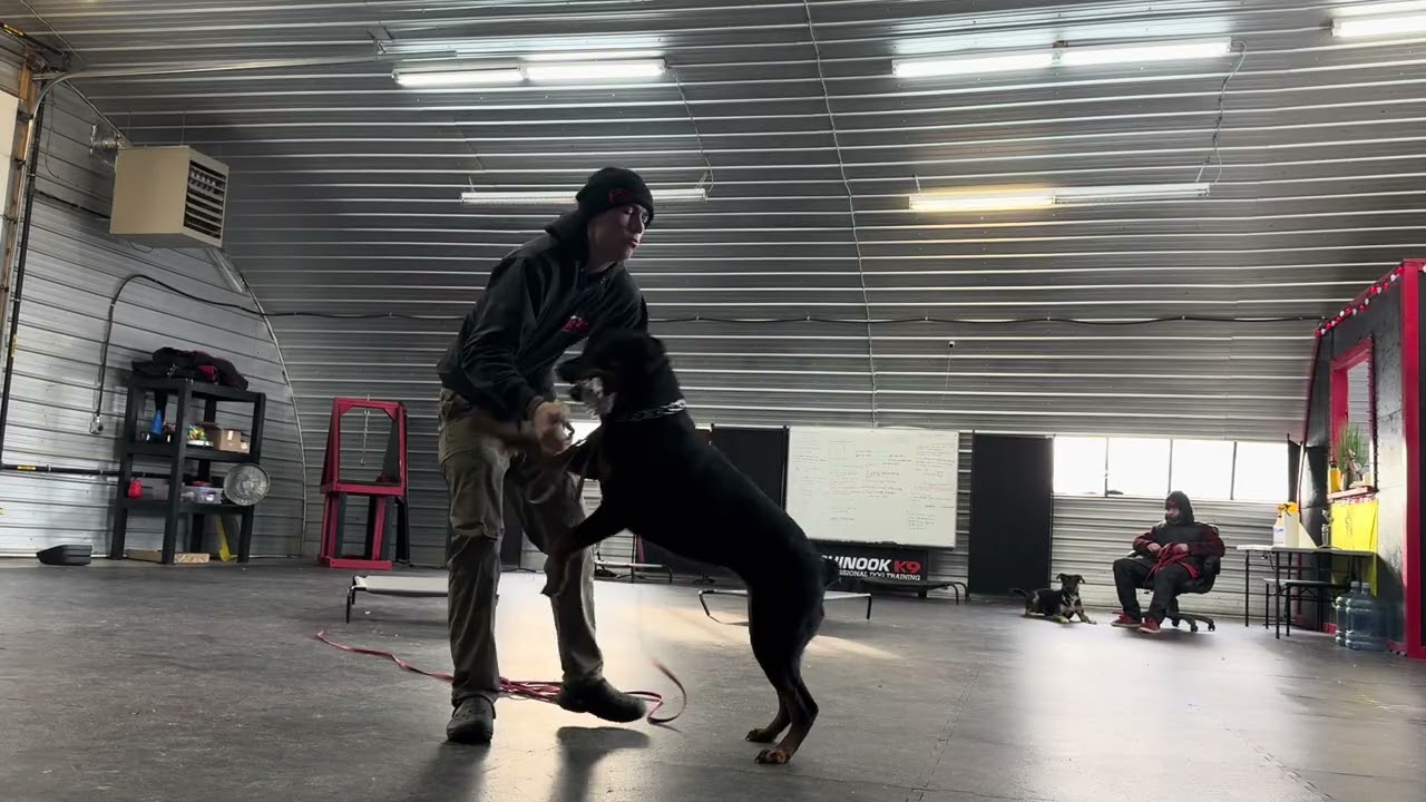Zoe the Rottweiler Play/Training Session 