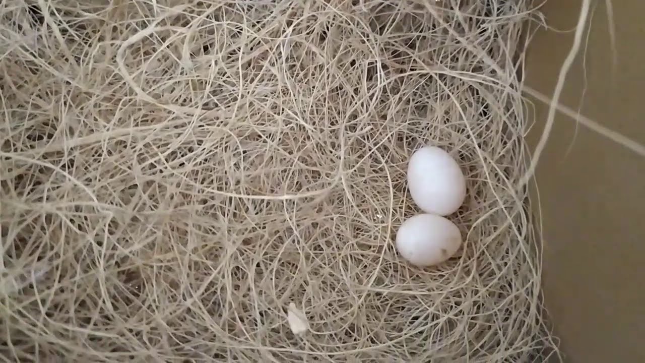 Suivi D'Élevage- PREMIÈRES NAISSANCES 🐣
