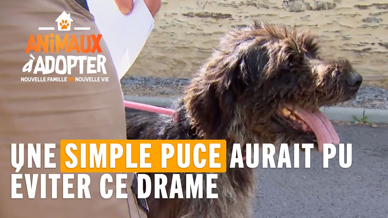 Rien ne se passe comme prévu à la SPA - Animaux à adopter