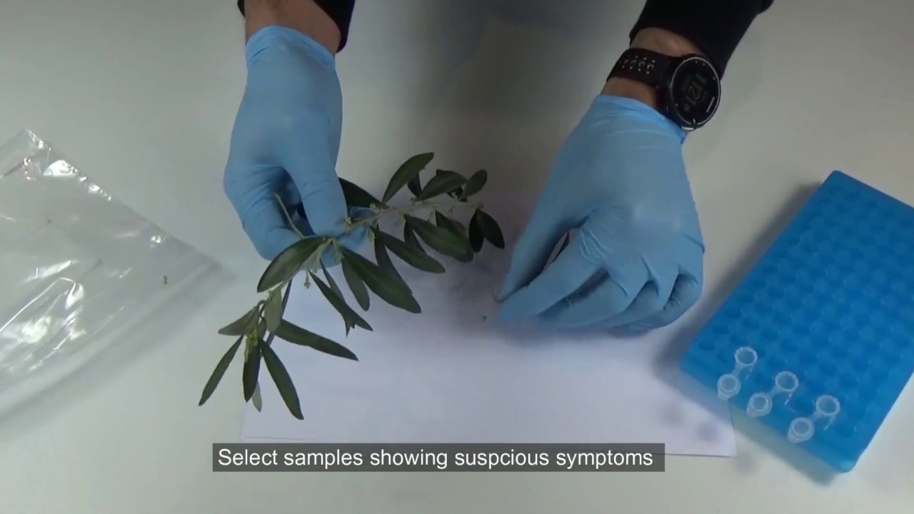 Rapid detection kit for Xylella fastidiosa with AmpliFire