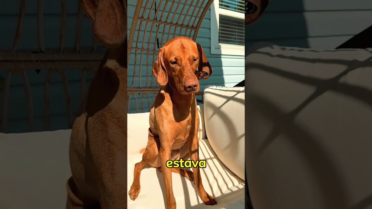 Desde que sua dona faleceu, essa borboleta nunca mais deixou o cachorrinho sozinho