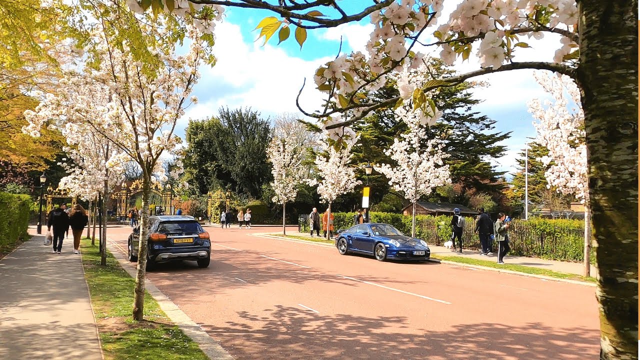 Walking in Regent's Park, London 🌸 - Spring, Cherry Blossom 2021 in 4K - Those Who Wander