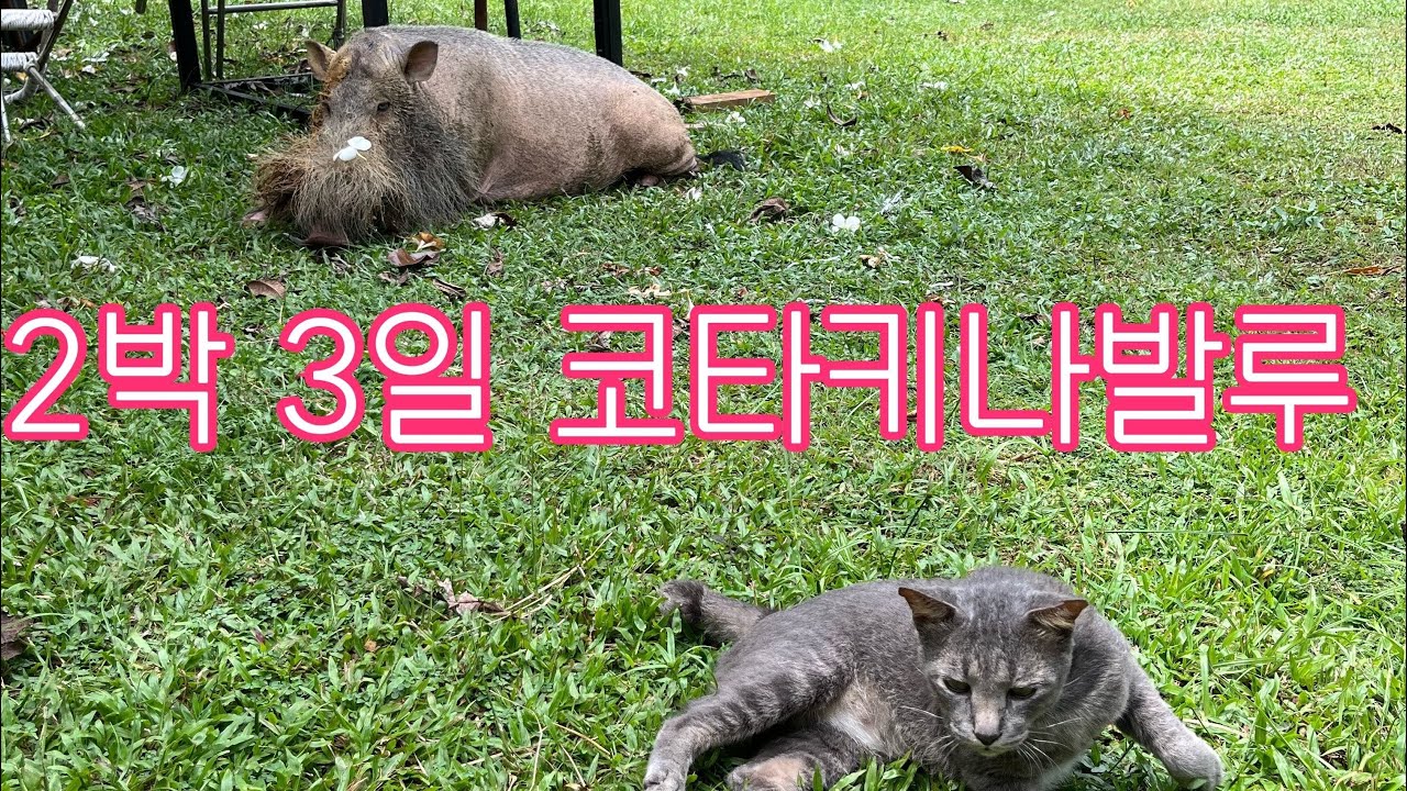 코타키나발루 스쿠버다이빙 가야섬 사피섬