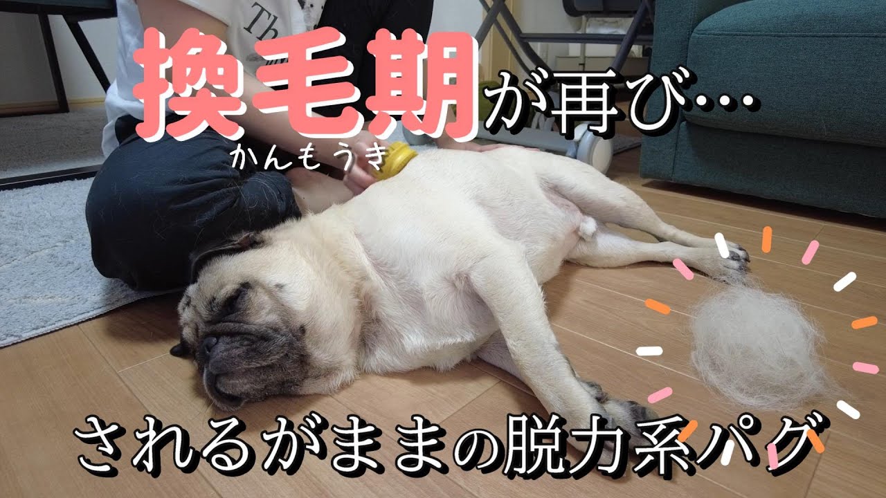 【再来】換毛期が来たパグ、手慣れた様子のブラッシング姿がされるがままでしたｗ😪