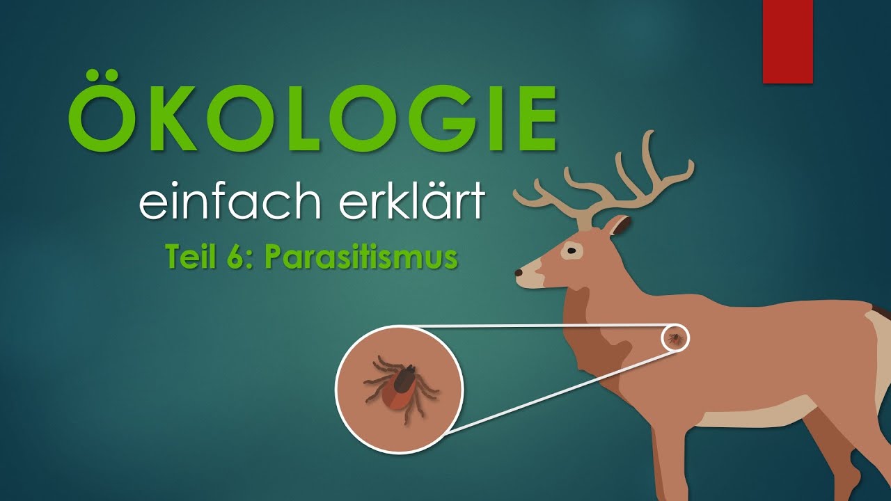 6. Parasitismus | ÖKOLOGIE einfach erklärt