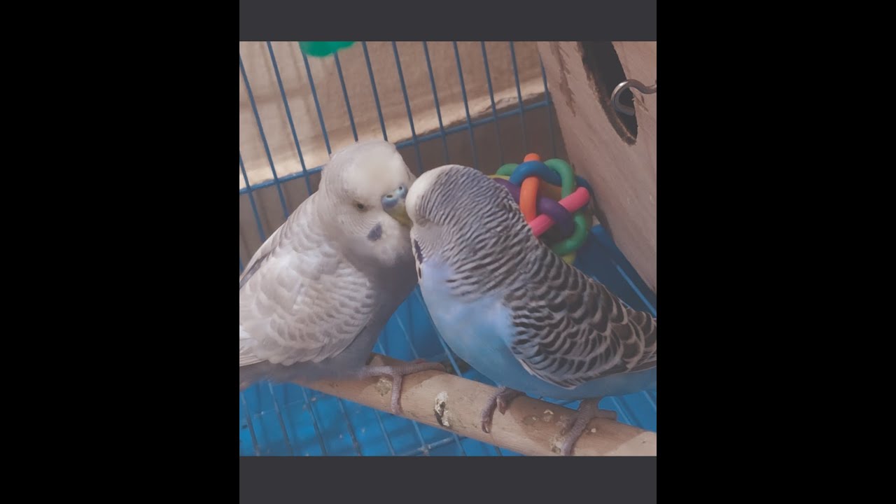 Cuteness Overload: Lovebirds in Love!