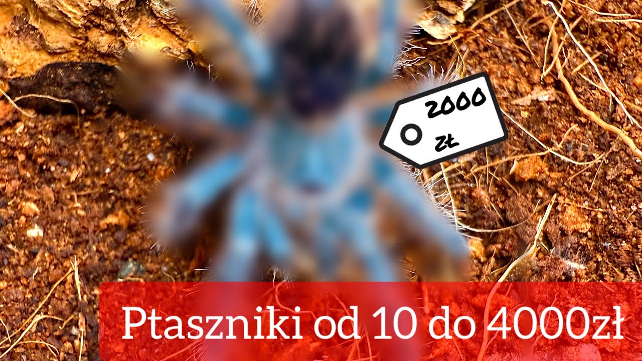 PTASZNIKI OD 10ZŁ DO 4000ZŁ | Spiders_lab
