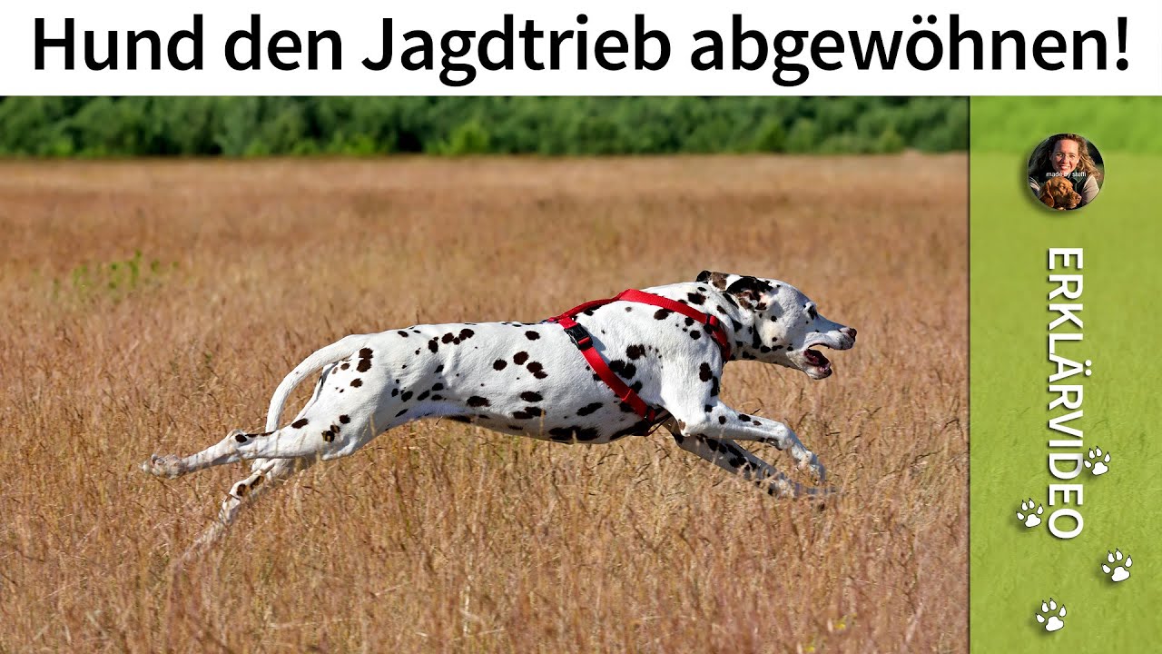 Hund Jagdtrieb abgewöhnen ➡️ Kann man einem Hund den Jagdtrieb abgewöhnen? ✔️