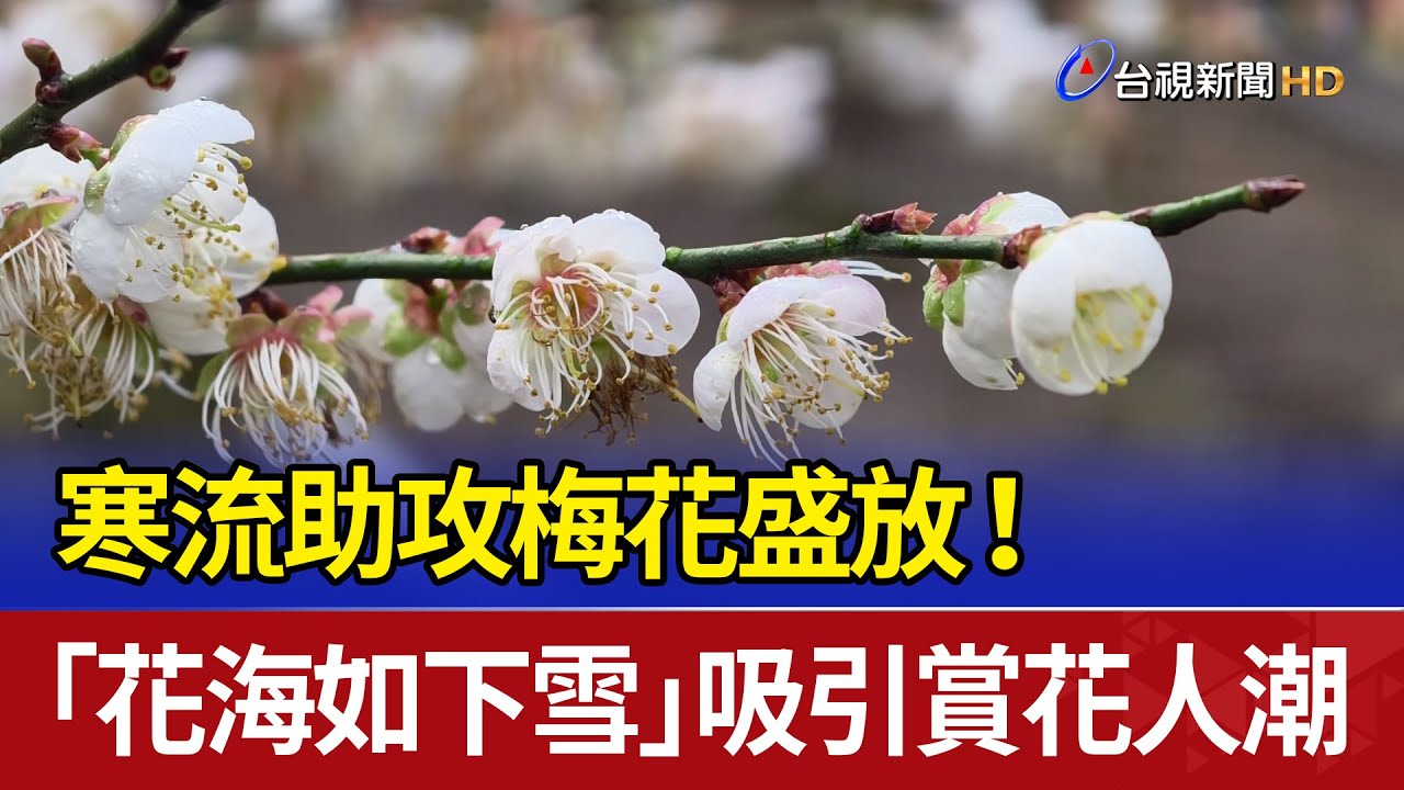 寒流助攻梅花盛放！ 「花海如下雪」吸引賞花人潮