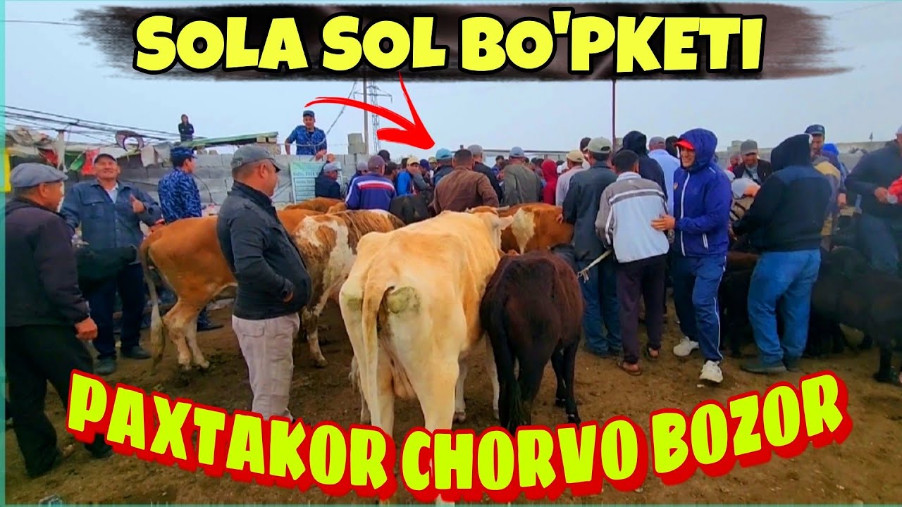 JIZZAX PAXTAKOR MOL QO'Y BOZORI KAMOLIDDIN.UZ