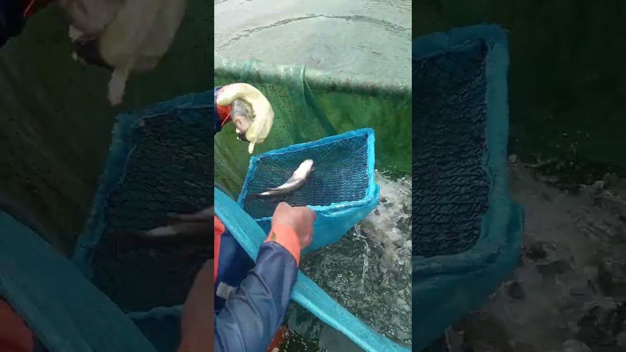 Ultimate Guide:Watch how Nile tilapia eggs are collected