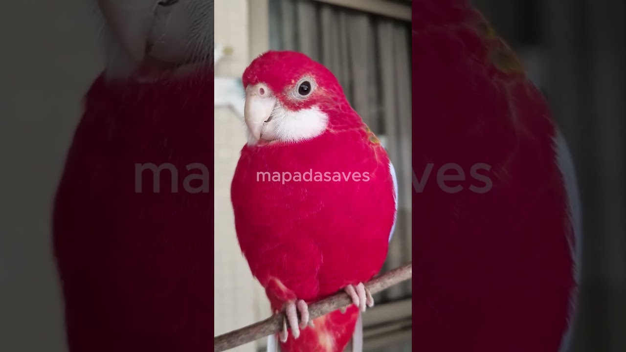CURIOSIDADES SOBRE ROSELAS!