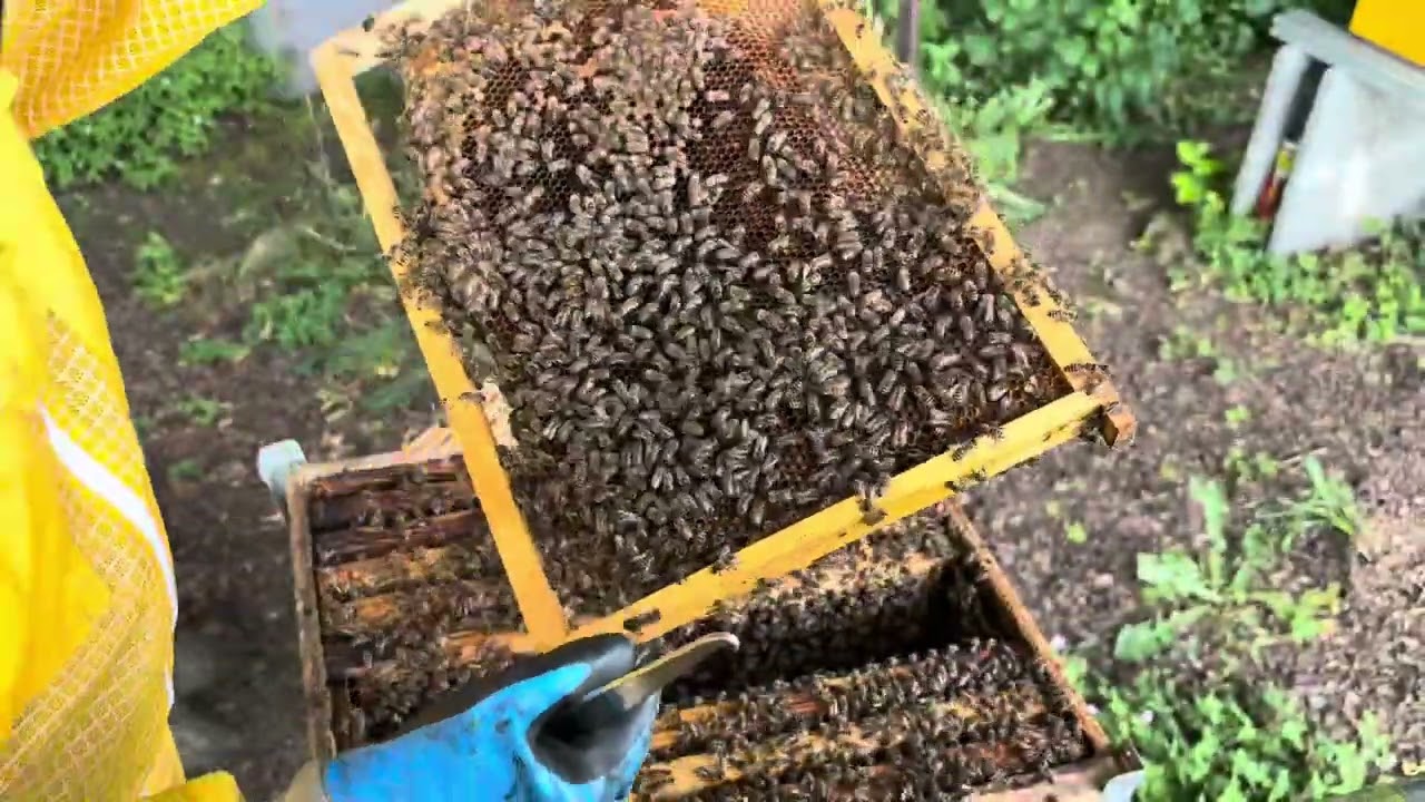 Apicoltura 2025, secondo tentativo di fare allevare una regina fallito 😔
