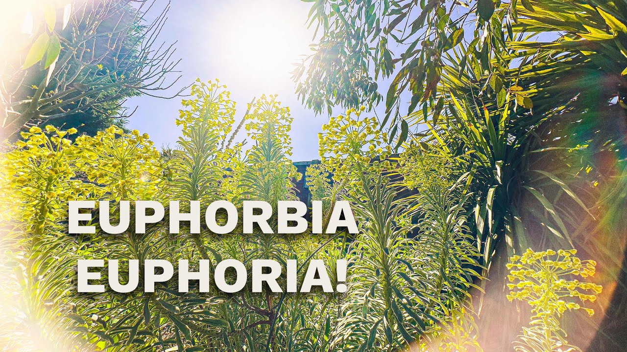 My Top 5 Euphorbia Plants for UK Gardens - Grow a Spring Spectacle!