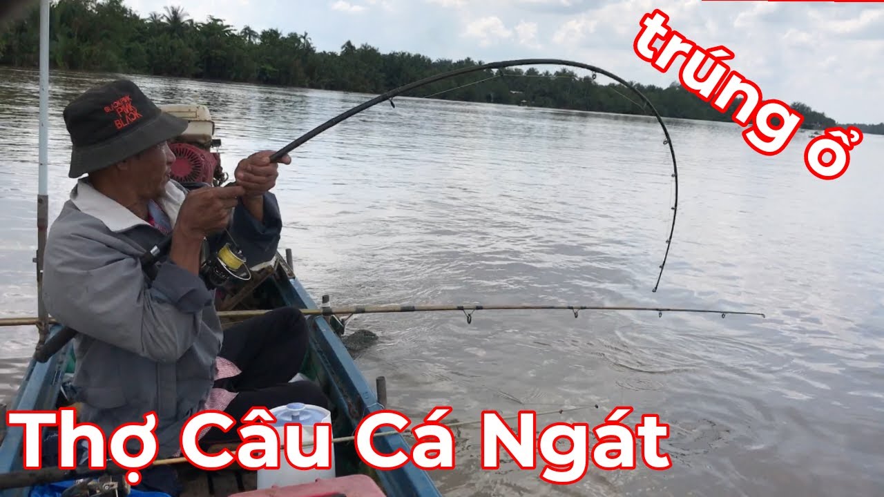 Câu Cá Ngát Sông - Trở Lại Đám Gốc Giữa Sông Vào Đầu Mùa Gió Chướng, Trúng Ngay Ổ Cá Ngát - Quá Tí