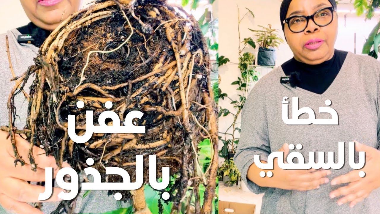 سقيت غلط… والجذور تعفنت! طريقة إنقاذ النبتة خطوة بخطوة