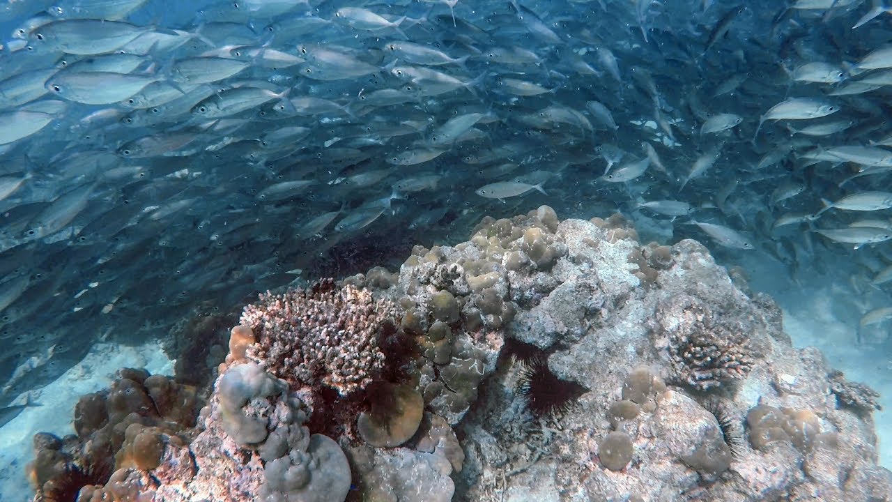 Baie Ternay Marine National Park, Seychelles