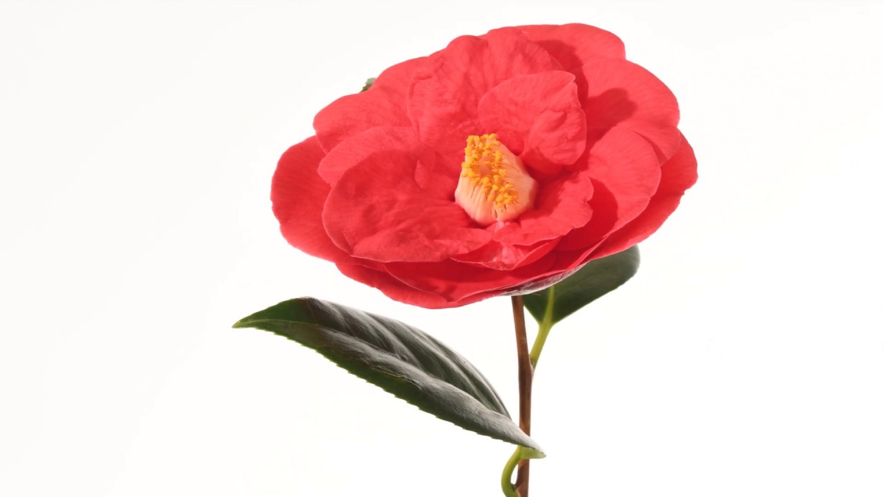 Camellia flower opening time lapse