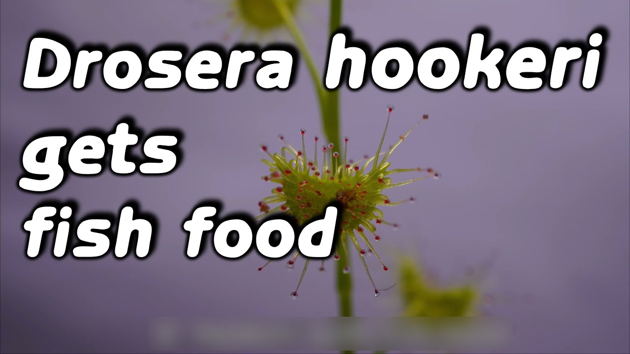 Tuberous Drosera hookeri 4k timelapse / Knollendrosera D.hookeri mit Fischfutter Zeitraffer 🌿