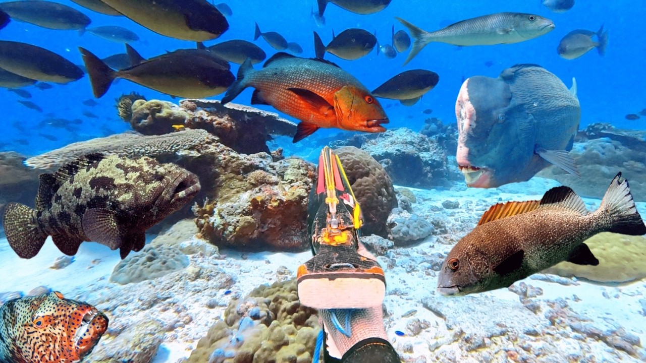 #Eps 134 Dua hari berburu ikan monster dan bertemu kerang purba raksasa penghuni pulau OBI HALSEL🏝️ 