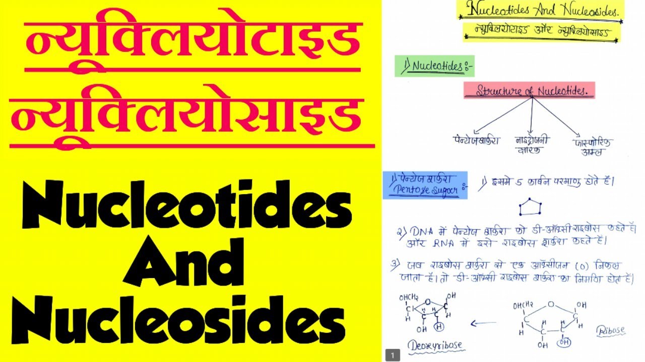 Nucleotides And Nucleosides (न्यूक्लियोटाइड / न्यूक्लियोसाइड) In Hindi @botanyadda