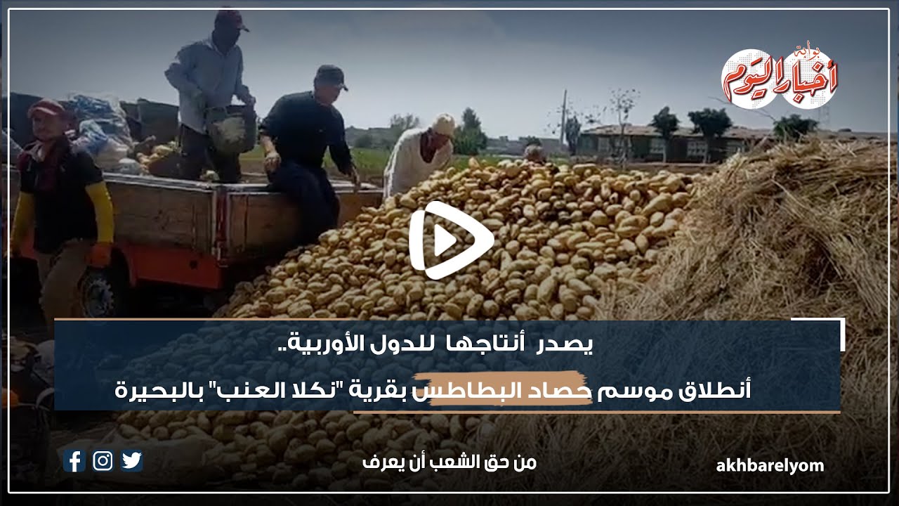 يصدر أنتاجها  للدول الأوربية .. انطلاق موسم حصاد البطاطس بقرية 