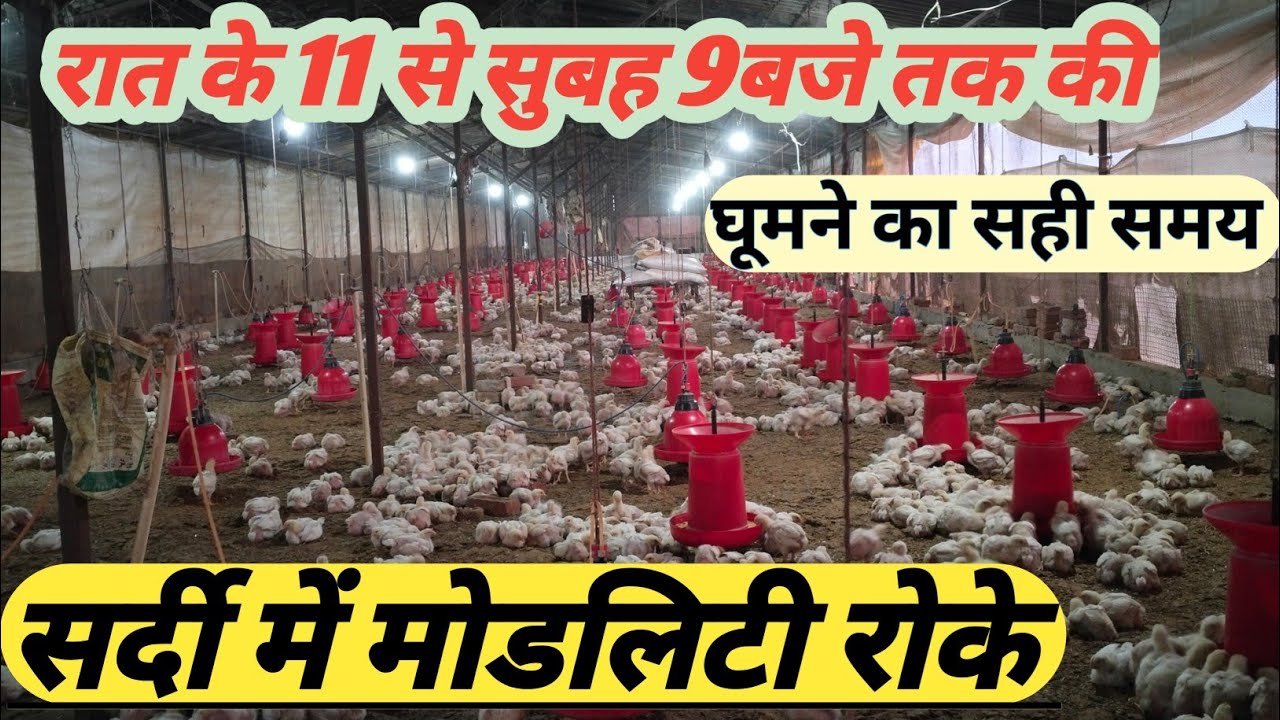 #सर्दी से मरने वाली मुर्गी को रोकने का तरीका@72STAR 