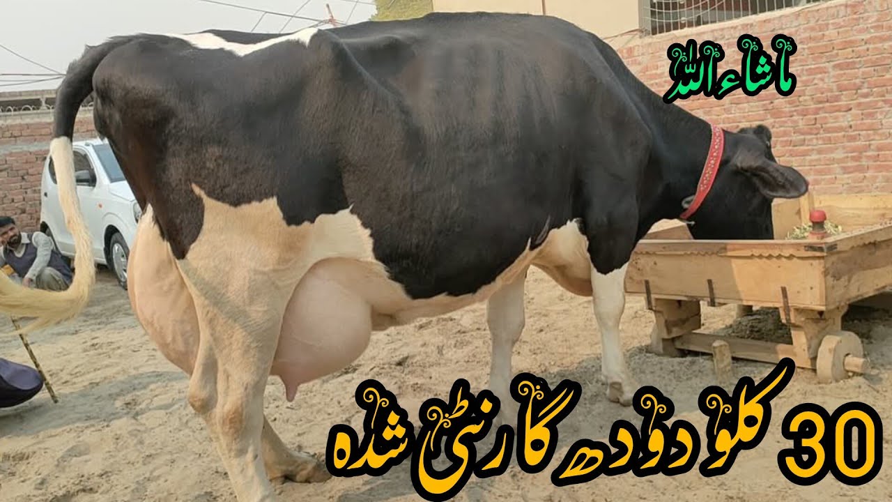جرسی فریزین تازہ سوئی گاۓ دودھ 30 کلو پلس مناسب قیمت /16/01/2026/03085773788