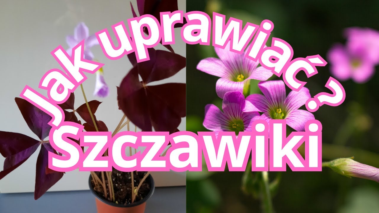 Jak uprawiać szczawiki? Jakie są gatunki szczawików i czym się różnią?