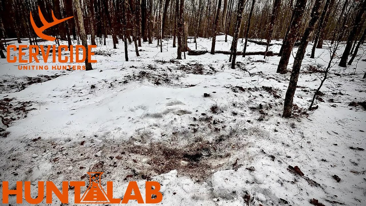 Simple Winter Whitetail Deer Scouting Tips