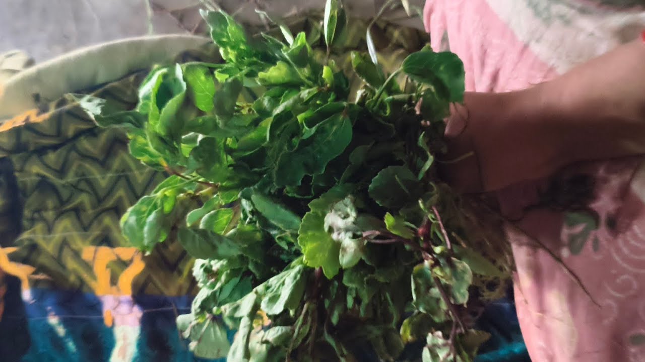 గోంగూర వల్ల ఉపయోగాలు.....🥰#healthy Life #cooking #గోంగూర పచ్చడి 