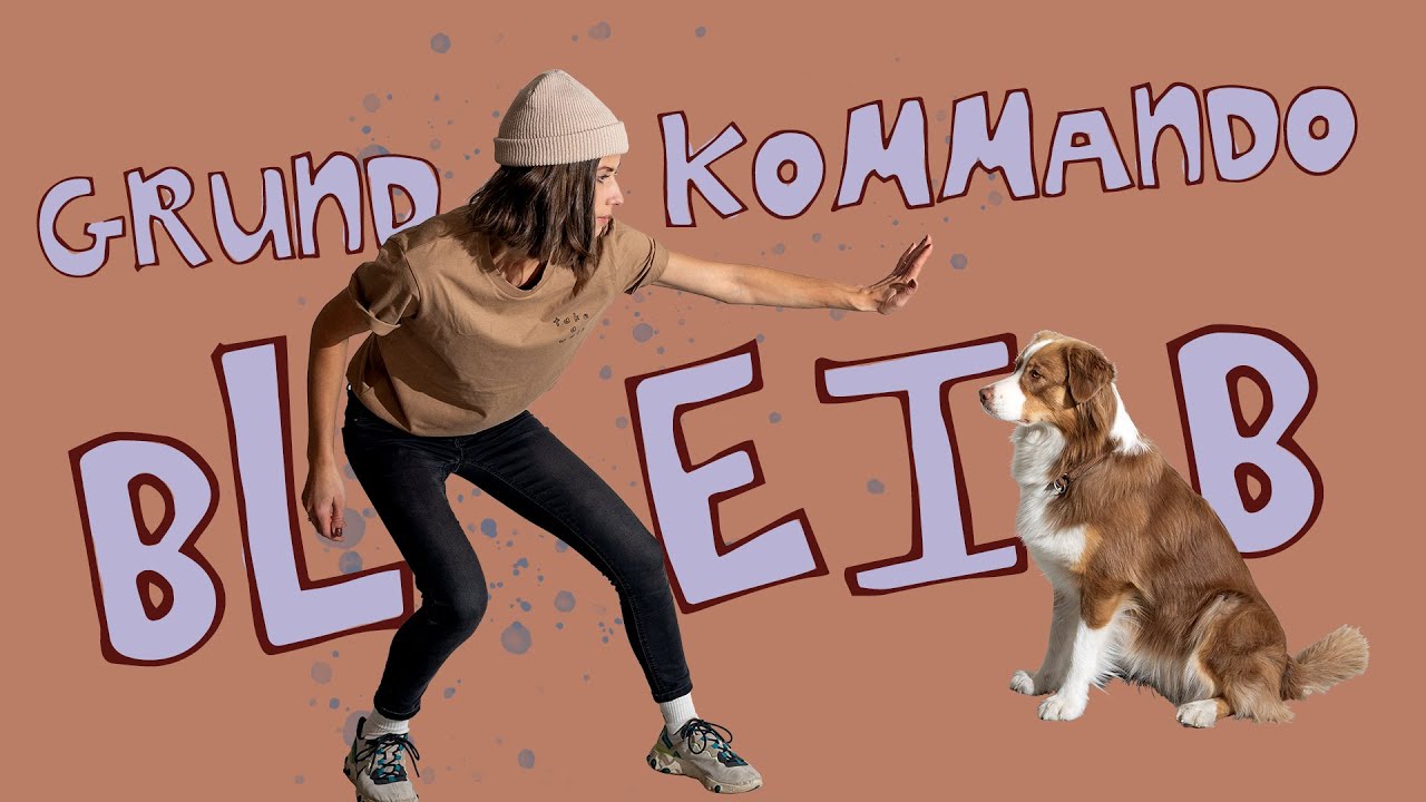 Grundkommando BLEIB // So lernt dein Hund ein verlässliches Bleib // Hundetraining // hundplusherz