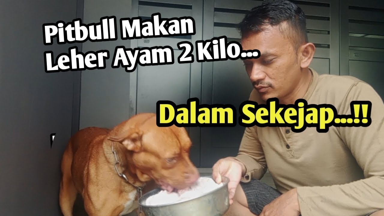 SADIS..❗LEHER AYAM 2 KILO HABIS DALAM SEKEJAP