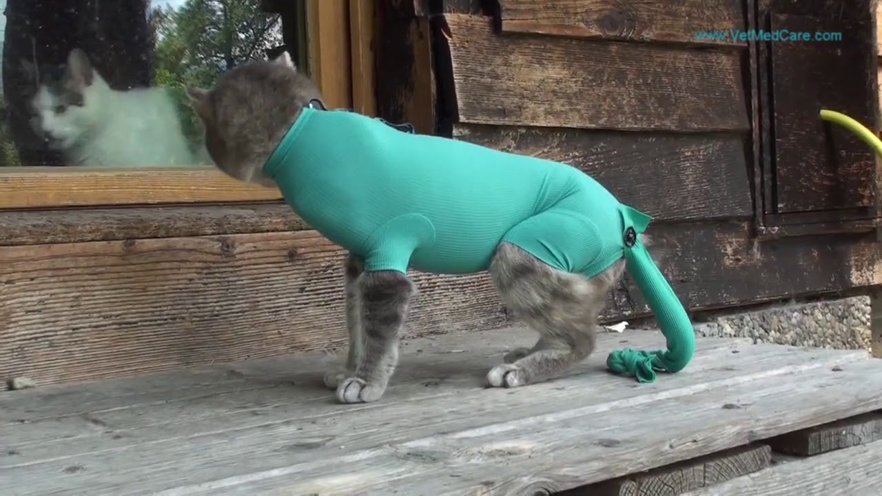 Wundschutzbodies f&uuml;r Kleintiere von VetMedCare