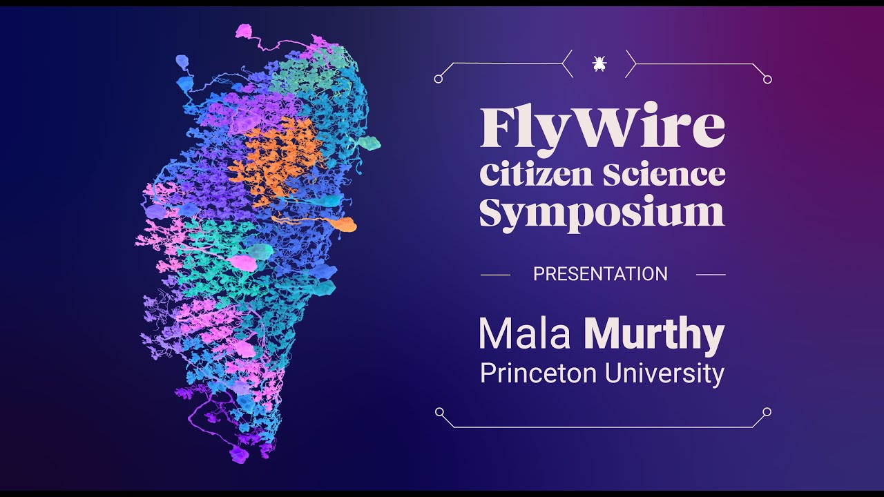 Mala Murthy at FlyWire Citizen Science Symposium 2022