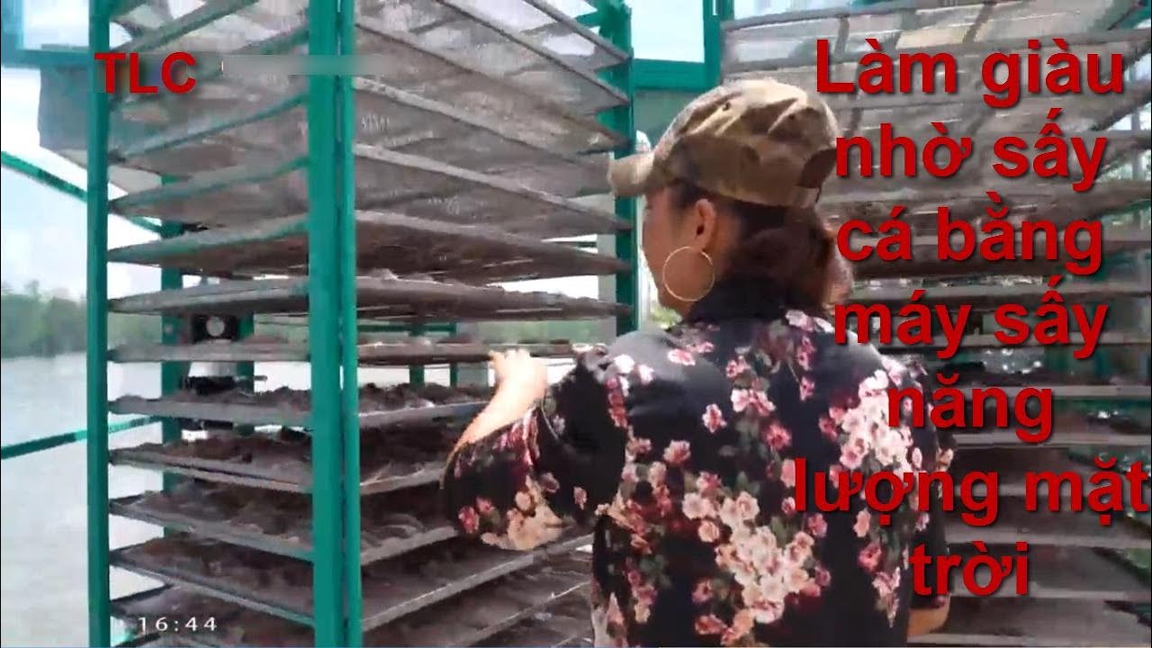 làm giàu nhờ sấy cá bằng máy sấy năng lượng mặt trời tại Cần Giờ