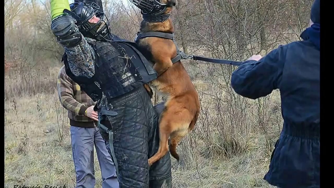 Two Belgian Malinois very Extreme Attack MUZZLE.  Delta Military Dogs &Amir Ginger Dogs Eruption cdn