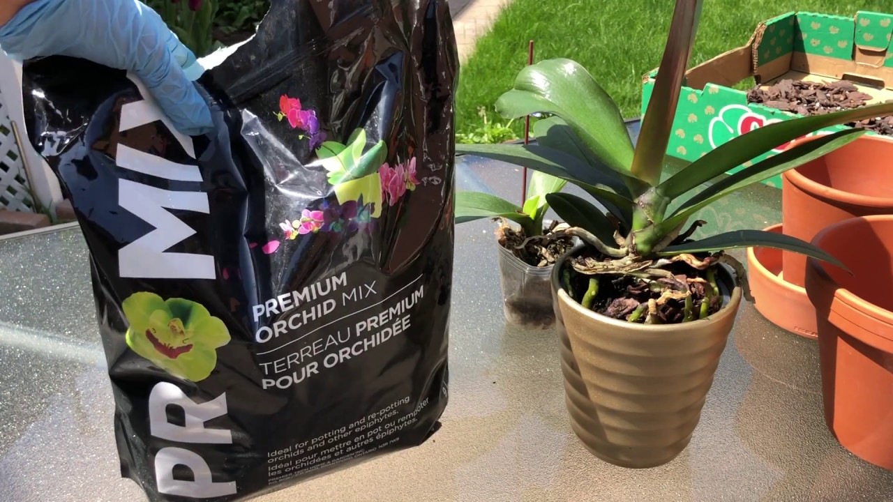 【彬彬有院】花 •新手养蝴蝶兰第二步，什么时候以及如何给蝴蝶兰换盆