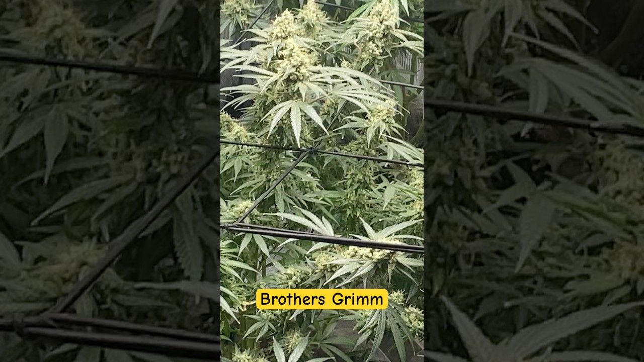 Jackie and the Girls 👧🏾 this is Jack Herer x Gluey ​@SpiderFarmer