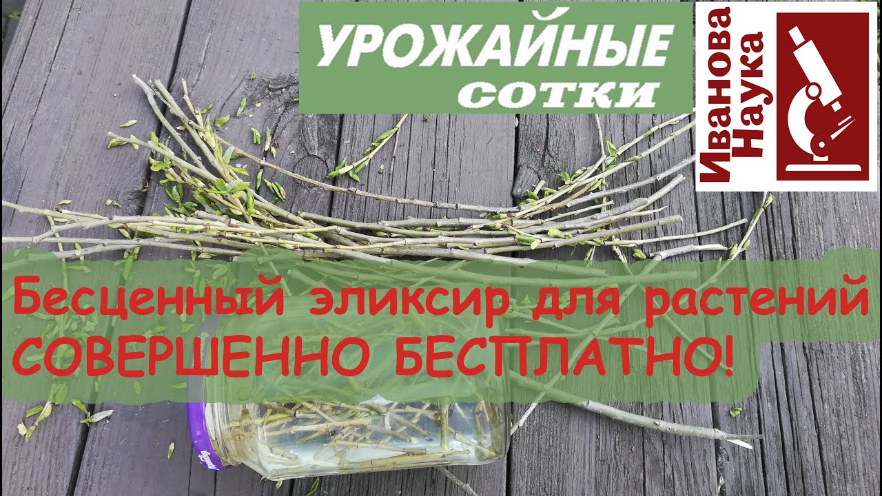 Вместо покупного! Ивовый эликсир для ваших черенков, саженцев и рассады.