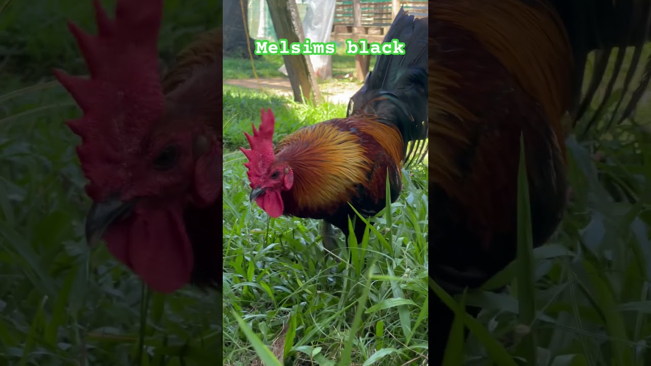 Melsims black #shortvideo #subscribe #gamefowlbreed #gamefowls #gamefowlbreeding