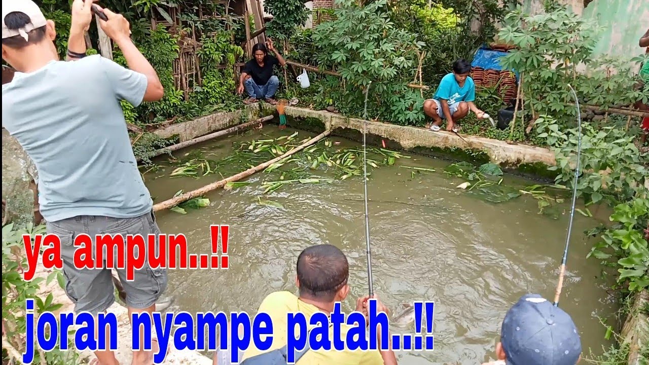 MANCING LELE // BENER2 KEWALAHAN‼️