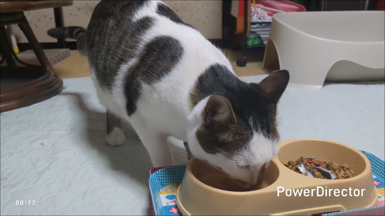 ニャアの夕食タイムトライアル(20260212)