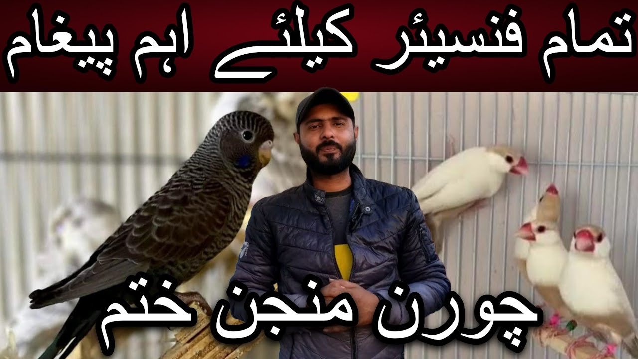 Pehle chan been karo phir pehla qadam rakho | Cheap price birds | Black face | Pestel fawn | Dove